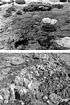 Typical benthos of shallow water regions of the Low Isles Reef Anchorage (top) in 1928 (Yonge, 1930) and (bottom) in 2002. GPS in foreground is 14.5 cm long. Note change to dominance of soft coral.